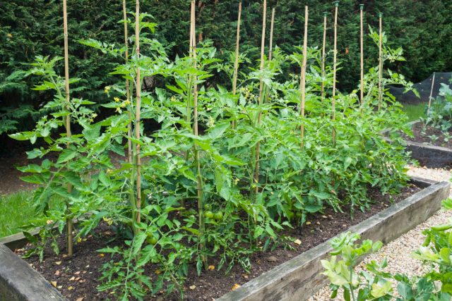 Для формирования цветков и хорошего плодоношения растениям необходим баланс питательных веществ и микроэлементов, их переизбыток или недостаток может навредить томатам