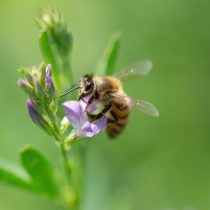 Посадите в своем саду несколько полезных для пчел цветов и наблюдайте за ними вместе с детьми