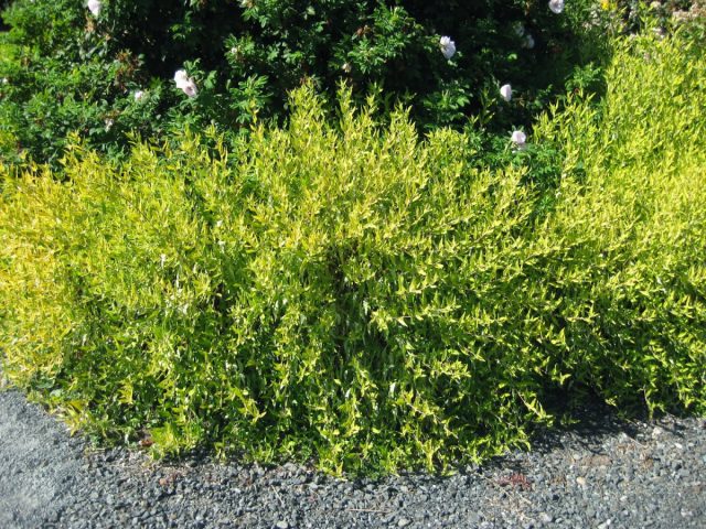 Ива сахалинская «Голд Саншин» (Salix udensis 'Gold Sunshine')