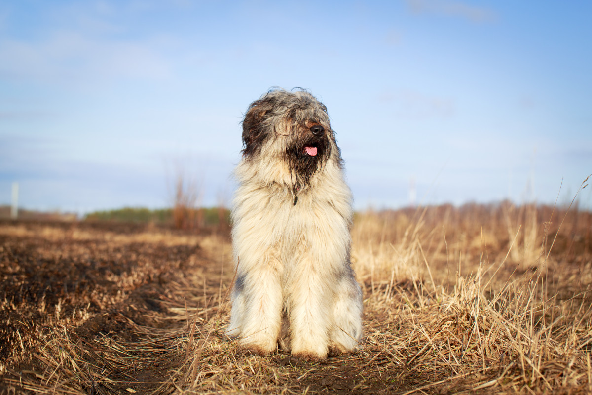 Собаки для фермерского хозяйства — породы и их особенности. Фото — Ботаничка