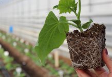 Урожайный зеленец — как раскрыть потенциал растений огурца