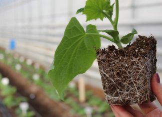 Урожайный зеленец — как раскрыть потенциал растений огурца