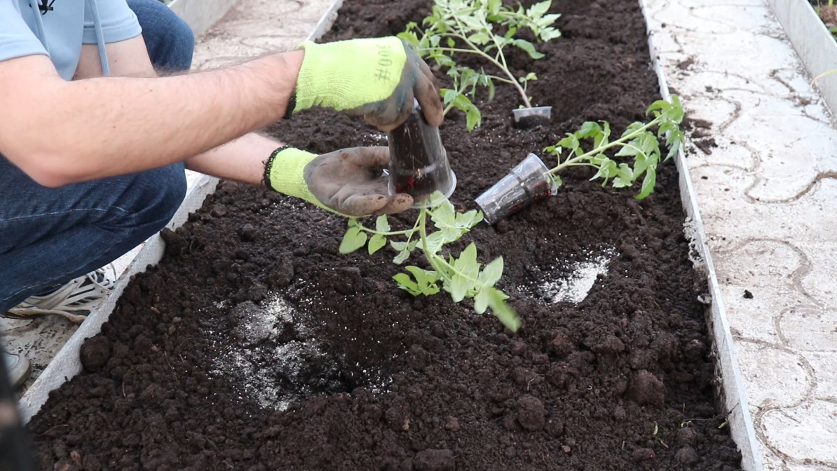 Секреты успешного выращивания рассады пасленовых культур: эффективные хитрости для садоводов