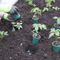 В подготовленные лунки высаживаем рассаду перцев. Их можно комбинировать с томатами