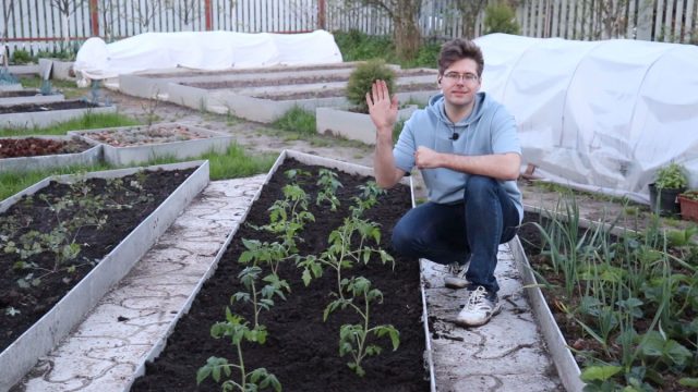 Как высаживать рассаду томатов, перцев и баклажанов в открытый грунт?