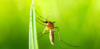 Как избавиться от комаров на участке и дома?