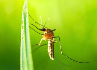 Как избавиться от комаров на участке и дома?