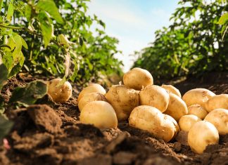 Повышаем урожайность картофеля — основные подкормки