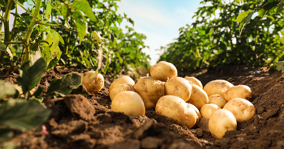что нужно для урожая картофеля