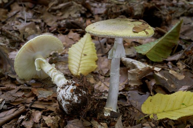 Ядовитый гриб: Бледная поганка