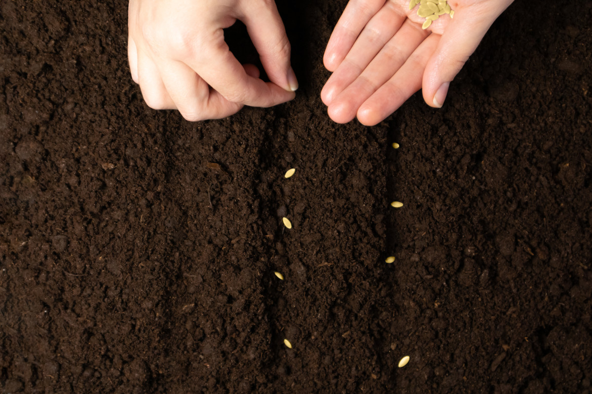 Не поздно сажать. Farmers hand in Soil. General selection and seeding. PNG photo for selection and Seeds Plant.