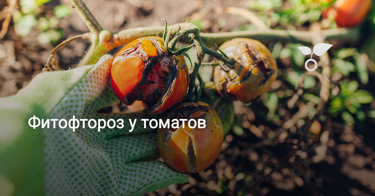Томаты Фото Урожайные Сорта