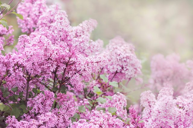 Сирень Мейера «Палибин» (Syringa meyeri ‘Palibin’)