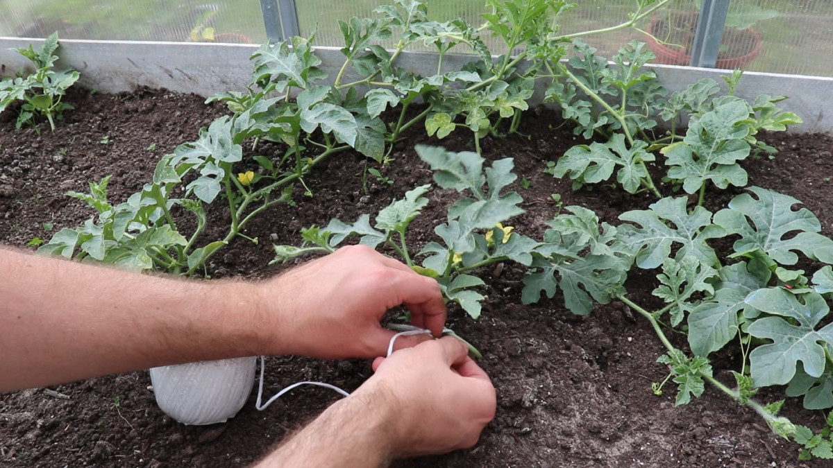 Как формировать арбузы и дыни в теплице? Видео — Ботаничка