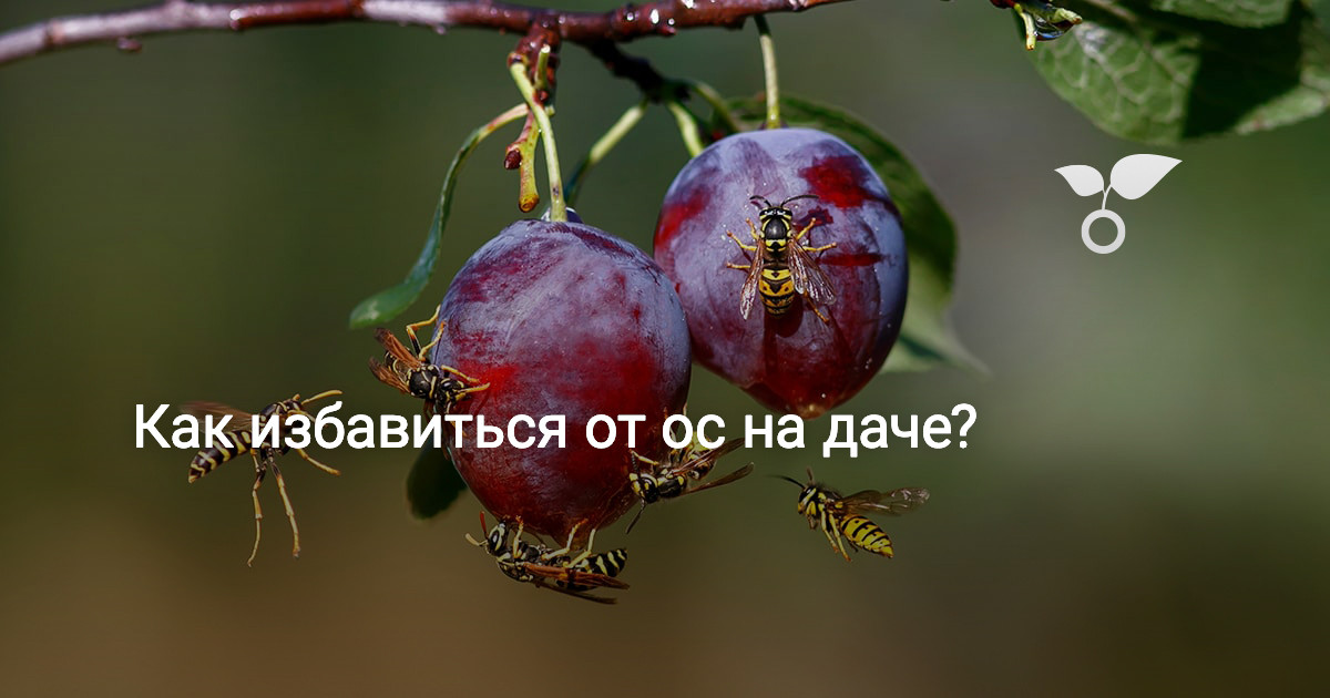 Как избавиться от ос на даче? — Ботаничка