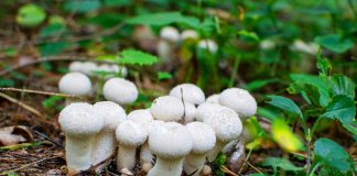 Какие съедобные грибы можно собрать летом?