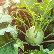 Если вы хотите чего-то необычного попробуйте посеять капусту кольраби, некоторые сорта будут готовы к сбору всего через 8 недель после посева