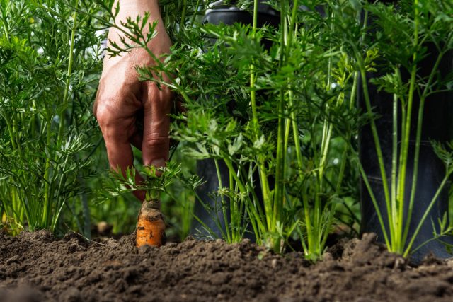 Морковь – холодостойкая культура и ее можно сеять очень рано, однако теплая почва очень хорошо влияет на прорастание, поэтому июнь – это прекрасное время для посева семян моркови