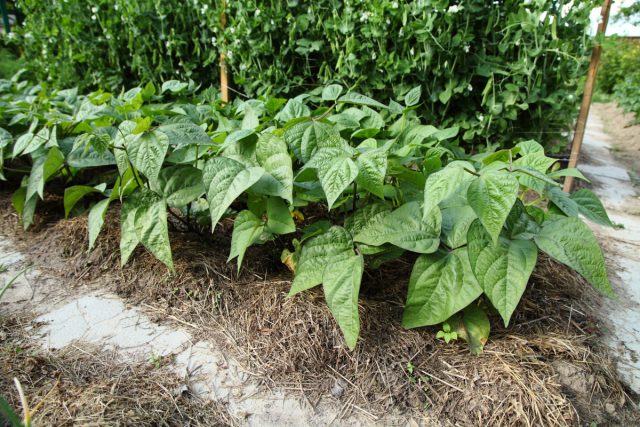 Для регионов теплого и сухого климата сохранения влаги достигается использованием почвопокровных растений или мульчи