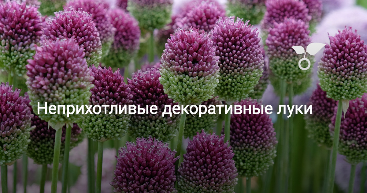 Размножение и пересадка растения