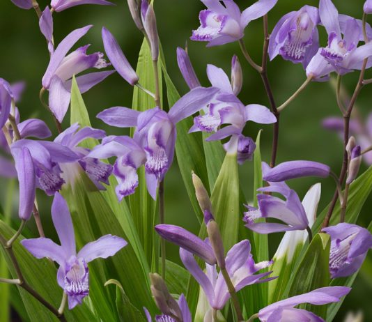 Садовые орхидеи и другие тропические диковинки, которые можно вырастить даже в Подмосковье