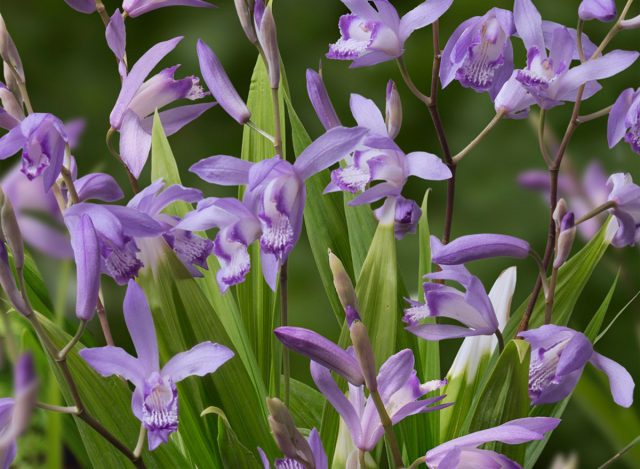 Садовые орхидеи и другие тропические диковинки, которые можно вырастить даже в Подмосковье