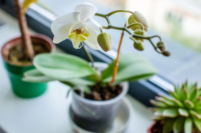 Повышенную влажность любят тропические растения (орхидеи, марантовые, мединилла, филодендроны, нежные папоротники, эписции и др.)