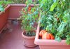 Контейнерное садоводство: компактность и эстетика сада