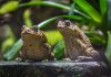 Поэма о квакушках — чем лягушки полезны на вашем участке