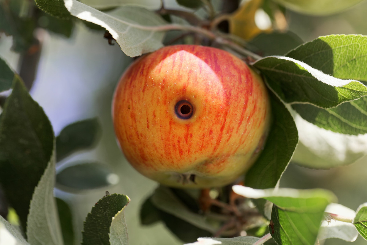 Какими бывают плодожорки — главные враги садовода и способы борьбы с ними
