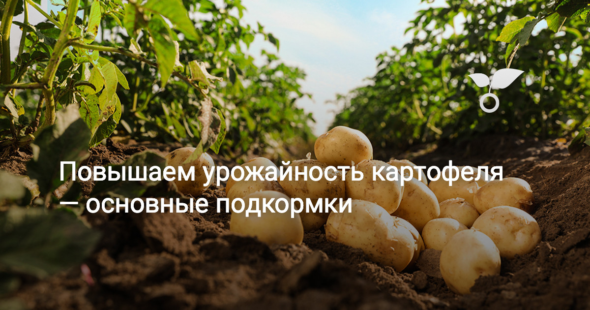 Выбор сортов