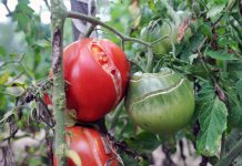 Почему растрескиваются томаты и что с этим делать?