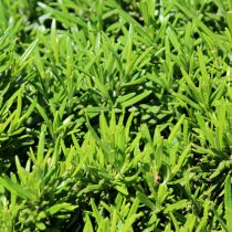 Розмарин – средиземноморский вечнозеленый кустарник. Довольно требователен к сухим, солнечным и жарким местам