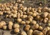 Современный подход к выращиванию картофеля