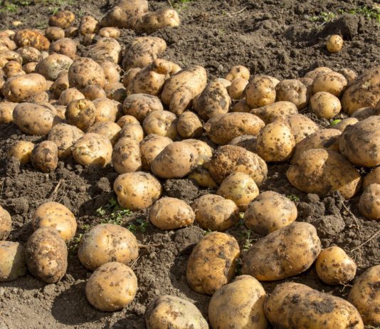 Современный подход к выращиванию картофеля