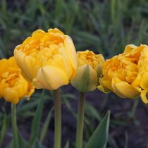 Тюльпан «Йеллоу Помпонет» (Tulip 'Yellow Pomponette') в начале роспуска