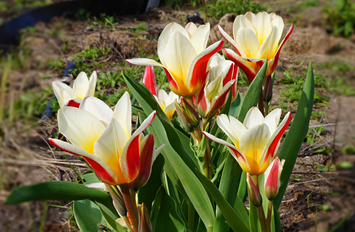Траур крокус до какого числа. Тюльпан Грейга Квебек Tulipa greigii Quebec. Крокусы тюльпаны нарциссы. Тюльпан Грейга Аддис. Тюльпан Грейга Хэппи.