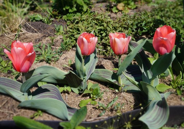 Тюльпан «Литтл Герл» (Tulip 'Little Girl')