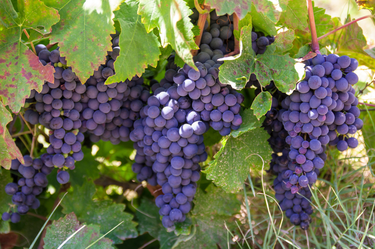 Виноград на даче — Ботаничка