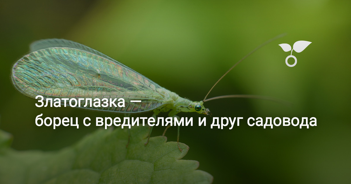Златоглазка насекомое - 139 фото