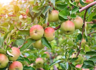 Подкормка яблонь после цветения гарантия высокого урожая