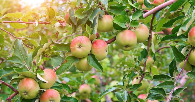 Подкормка яблонь после цветения гарантия высокого урожая