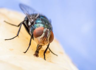 Мухам вход воспрещен — избавляемся от назойливых насекомых