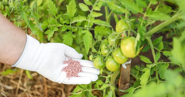 Именно аминокислоты помогают растениям справляться с трудностями, если, например, вы забыли полить овощи или на несколько дней пришло серьёзное летнее похолодание