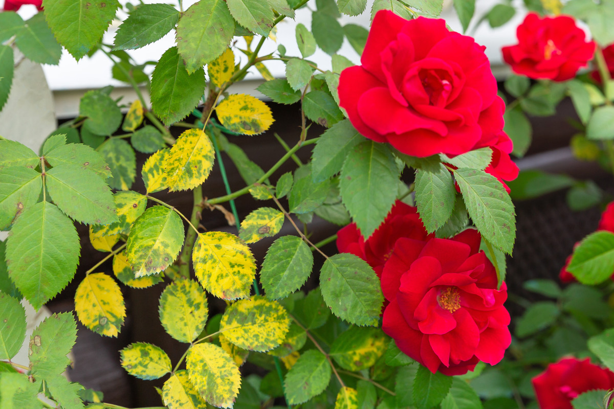 8 болезней роз, с которыми невозможно справиться: узнайте, как обезопасить свои растения
