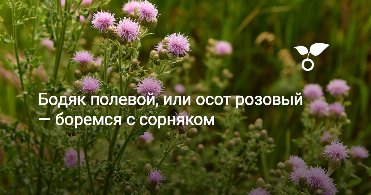 10 руб. +, Бодяк полевой , болотный, купить в Минске, Гродно, Брест.