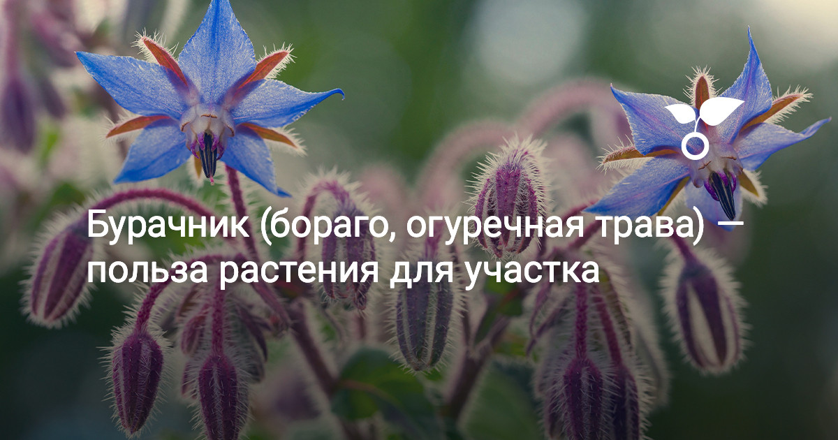 Бурачник (бораго, огуречная трава) — польза растения для участка. Фото ...