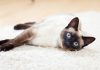 Голубоглазое чудо из Сиама — особенности симских кошек
