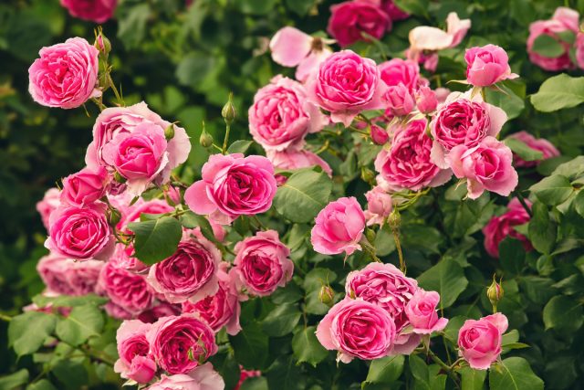 Как ухаживать за розами после цветения?
