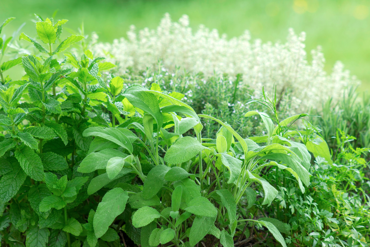 Лекарственные растения на Вашем садовом участке: полезные советы и рекомендации